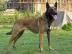 Qualitt Welpen Malinois