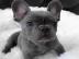 Wunderschne Franzsische Bulldoggenwelp