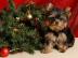 x. mas Yorkshire Terrier Welpen VERFGBAR