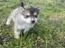 Siberische husky Te koop