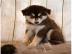 Pomsky Welpen zur Adoption