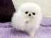 MINI POMERANIAN ZWERGSPITZ BOO WELPEN ZU