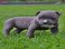 American Pit Bull Terrier welpen