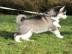 s und liebenswert Siberian Husky Welpe