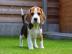 Beagle Welpen reinrassig , tricolor zum