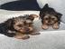 MINI Schn Yorkshire Terrier Steel Blue