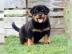 Rottweiler welpen mnnlich und weiblich