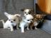Mini Chihuahua Welpen verfgbar
