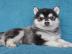 Liebevolles Pomsky Welpen mit Papieren w