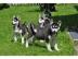 3 Siberian Husky Welpen