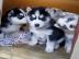 Reinrassig Siberian Husky Welpen