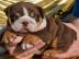 Wunderschne und aktive Bulldogge Welpen