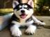 Brillante Husky-Welpen