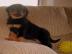 2 Rottweiler Welpen