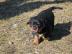 Rottweiler Welpen mit Papiere