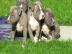 American Welpen Blue-Line Pit Bull Terri