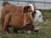 Englische Bulldogge Welpen mit papieren