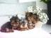 Bildschne MINI Yorkshire Terrier Welpen