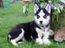 Siberian Husky Welpen mit VDH/DCNH/FCI W