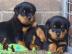 12 Wochen alt Rottweiler Welpen