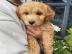 Schone Labradoodle AZ !