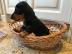 Dachshund Welpen verf?gbar WhatsApp