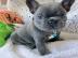 Wunderschne Franzsische Bulldoggenwelp