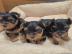 MINI Yorkshire Terrier Steel Blue Welpen