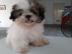 Shih Tzu Welpen verf?gbar