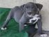 American Welpen Blue-Line Pit Bull Terri