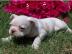 Adorable Franzsisch Bulldog Welpen