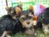 Gesunde Yorkshire Terrier/Yorkie Welpen. 