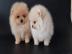 POMERANIAN ZWERGSPITZ BOO WELPEN ZUM VER