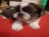 Reinrassige Shi Tzu Welpen