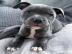 American Staffordshire Terrier Welpen wh