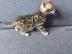 MiniLeoparden Ben gal Katzen mit Papiere