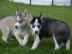 Siberian Husky Welpen mit FCI /VDH Papie