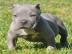 Pit-Bull-Terrier-Welpen mnnlich und wei