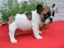 ranz?sische Bulldog Welpen mit Papier