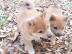 Shiba Inu puppies