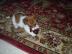 Wunderschne Jack Russell Terrier Welpe