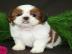 Shih Tzu Welpen 250 euros