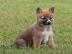 Shiba Inu puppies