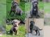 CANE CORSO sch?ne Welpen!