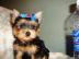 Total ssse Yorkshire Terrier Welpen