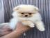 Se kleine MINI Pomeranian Spitz Welpe