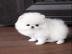 MINI-POMERANIAN ZWERGSPITZ BOO WELPEN ZU