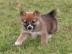 Shiba Inu Welpen