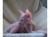 Sphynx Kitten mit Stammbaum