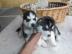 Siberische husky Te koop whatsapp nummer